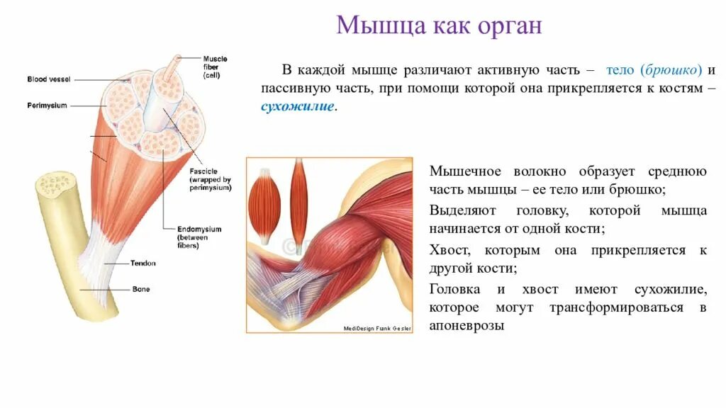 Общая анатомия мышц. Вспомогательный аппарат мышц. Вспомогательный аппарат мышц анатомия. Структура мышечного аппарата.