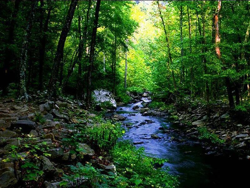 Ручеек в лесу. Красивый ручей в лесу. Речка в лесу. Маленькая речка в лесу.