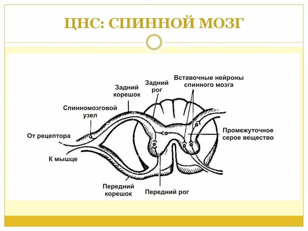 Продольное строение спинного мозга. Срезы внутренней строение спинного мозга. Спинной мозг в разрезе рисунок. Схема внутреннего строения спинного мозга анатомия. Спинной мозг в разрезе рисунок.
