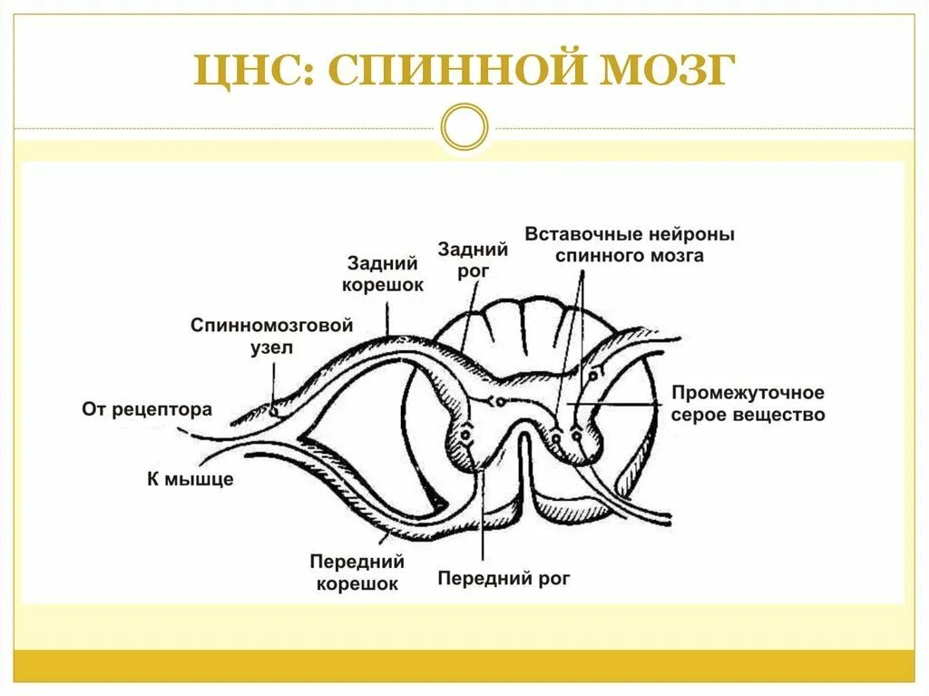 Внутреннее строение спинного мозга поперечный разрез. Схема внутреннего строения спинного мозга анатомия. Строение спинного мозга ОГЭ. Спинной мозг в разрезе схема.