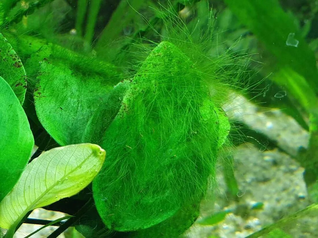 Низшие зеленые водоросли. Кладофора водоросль. Перистолистник кладофора. Анубиас кладофора. Кладофора аквариумное растение.