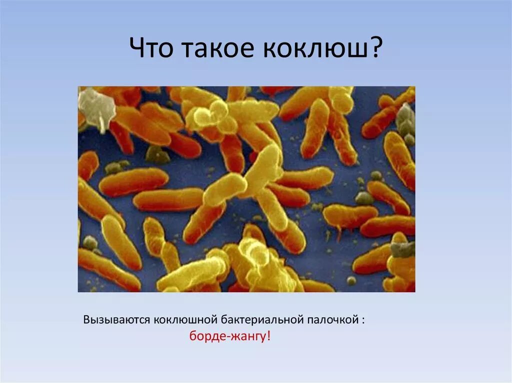 Бактерия возбудитель коклюша. Палочка коклюша бактерия. Борде Жангу коклюш. Бактерия вызывающая коклюш.