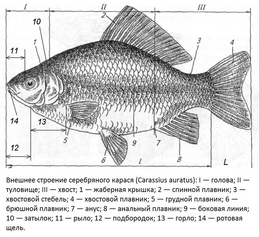 Внутреннее строение карася