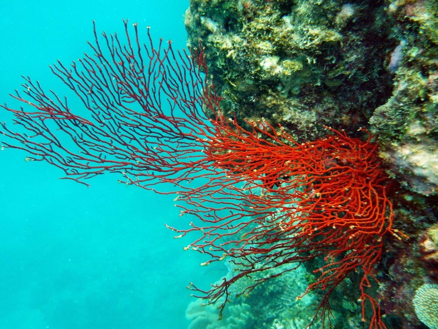 Большой Барьерный риф. Австралия Барьерный риф кораллы. Водоросли большого барьерного рифа. Кораллина водоросль.