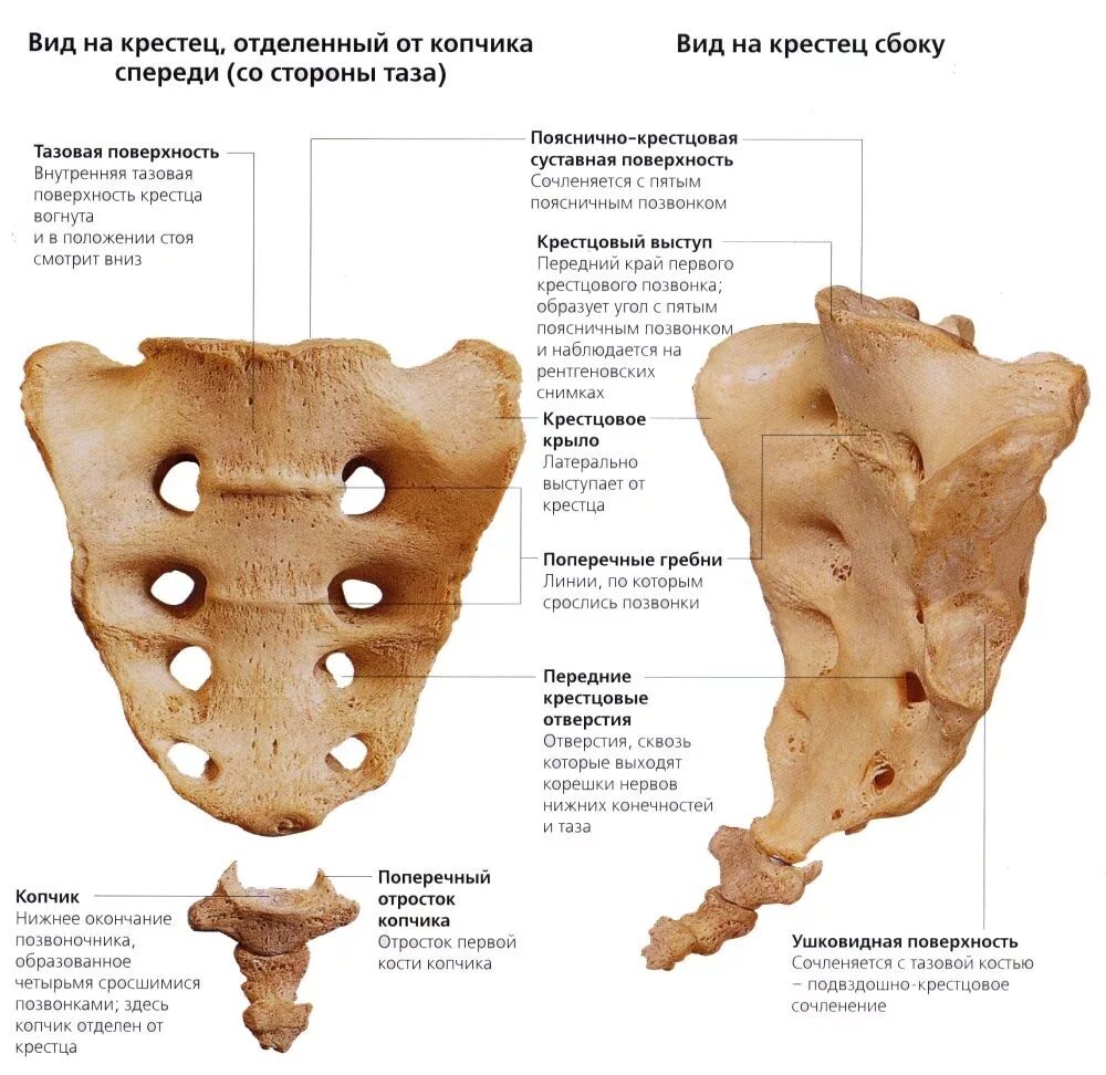 Строение позвонков крестца копчика. Анатомия крестцово копчикового отдела. Поясничный отдел позвоночника крестец и копчик. Строение крестца и копчика анатомия.