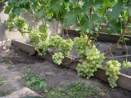 Виноград очень крупный зеленый