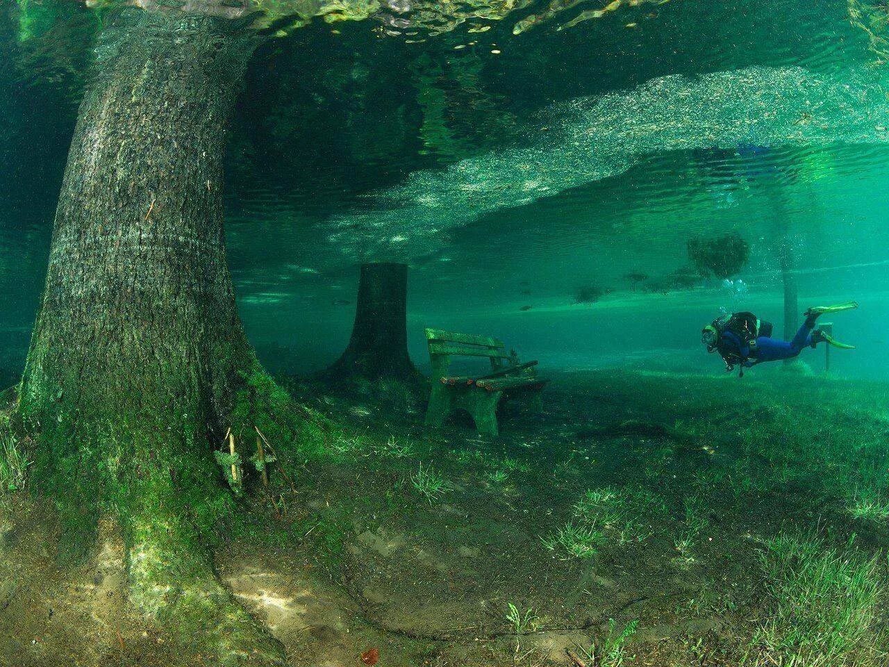 древесина под водой. ламинария kelp. грюнер зе, «зеленое озеро». древесина под водой. затопленное дерево.