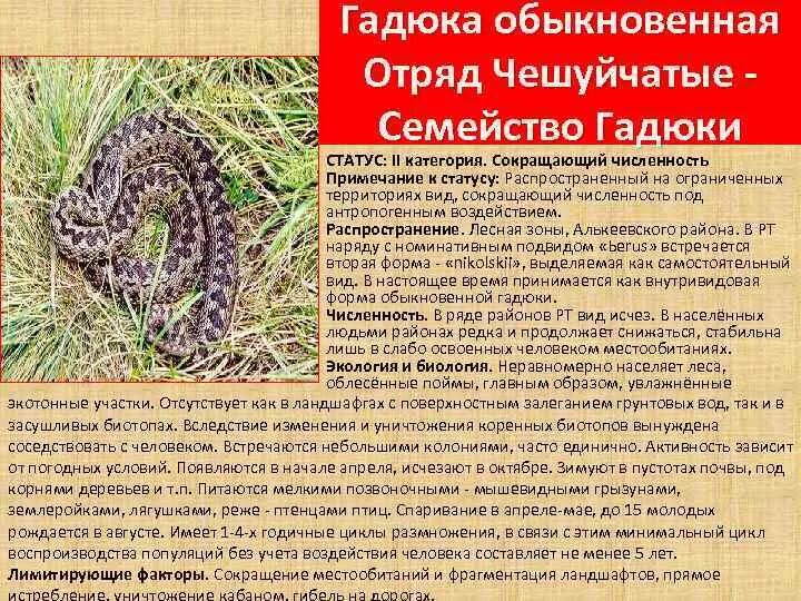 Обыкновенная гадюка Дагестанская. Систематическая характеристика гадюка обыкновенная. Гадюка обыкновенная доклад. Сообщение о гадюке обыкновенной. Признаки гадюки обыкновенной