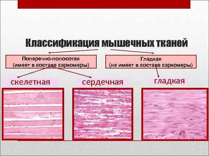 Отличия гладкой мускулатуры от поперечно полосатой