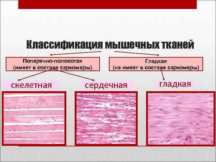 Отличие тканей