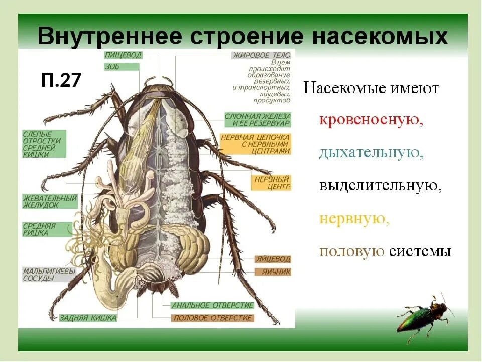 Внутреннее строение черного таракана. Строение дыхательной системы черного таракана. Строение выделительной системы насекомых. Внешнее и внутреннее строение насекомого биология 7 класс. Насекомое работающая на органы