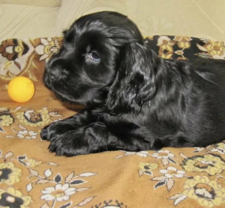 Как выглядит щенок спаниеля. Как выглядит щенок спаниеля. Щенок американского кокер спаниеля 1 месяц. Русский охотничий спаниель щенки 1 месяц. Щенок спаниеля 1 месяц.