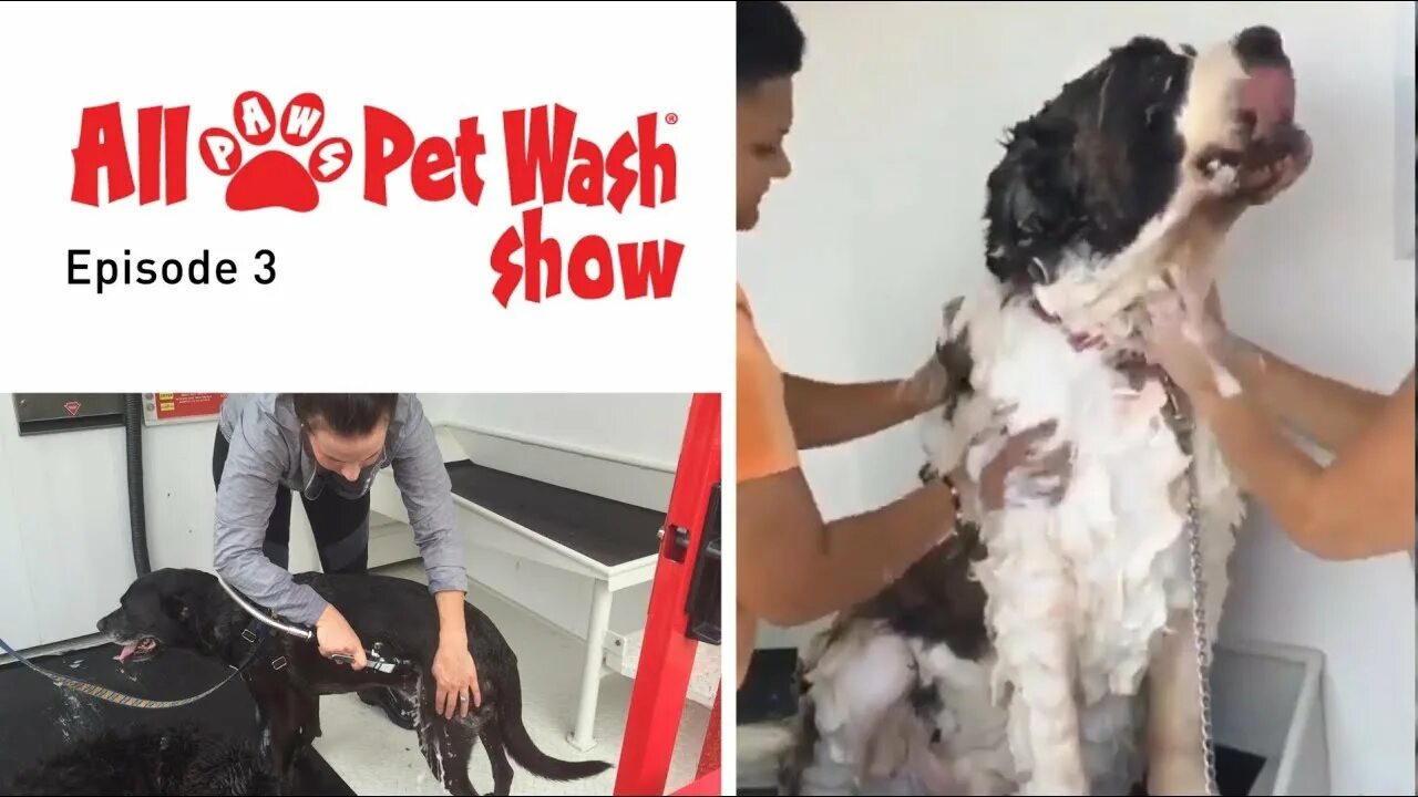Jack wash the dog. Petco's self washing Station. Dog Outdoor Wash Station. Washing a Dirty Dog. Pet Wash.