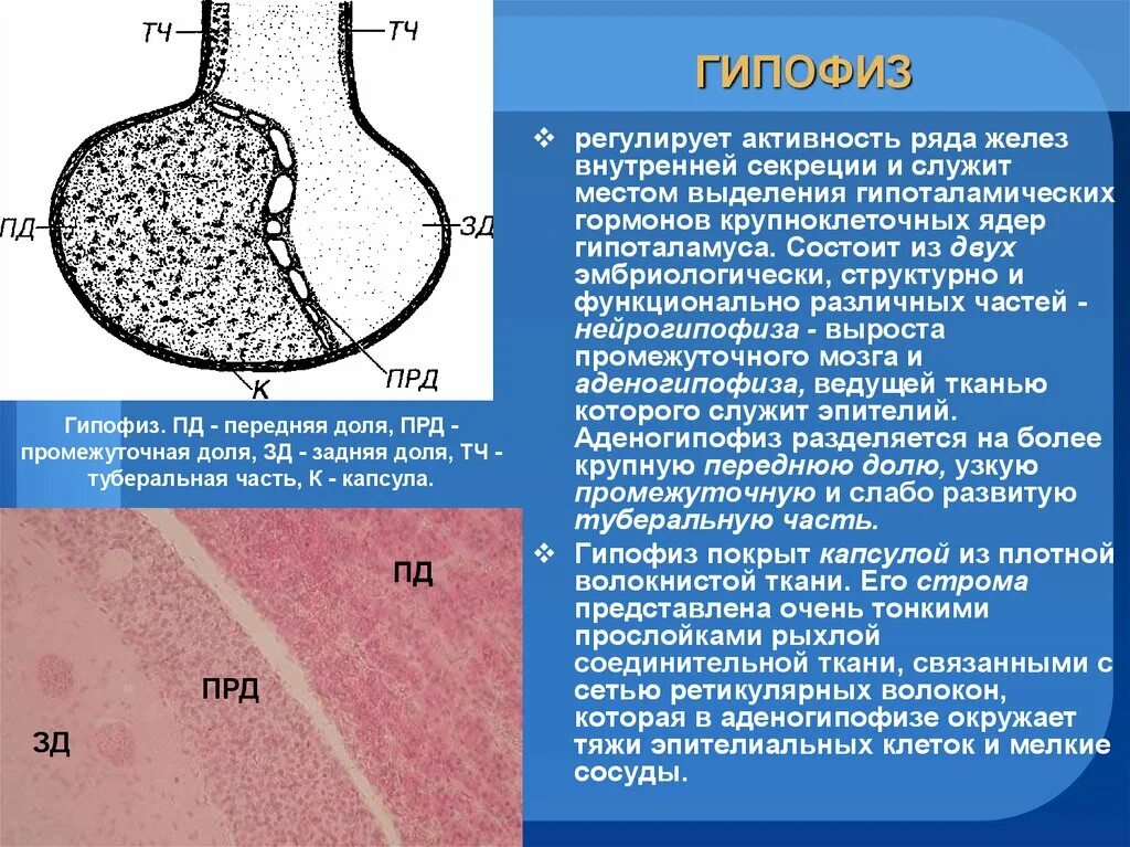 Гипофиз ткань. Доли гипофиза гистология. Нейрогипофиз гистология. Передняя часть аденогипофиза. Туберальная часть гипофиза.