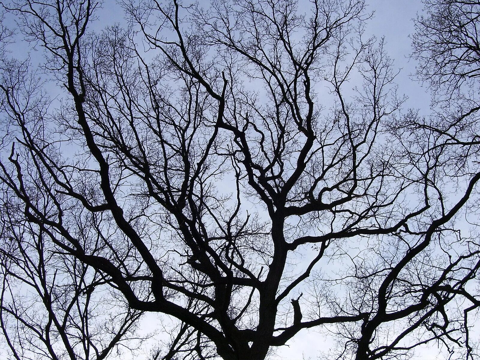 Out of branches