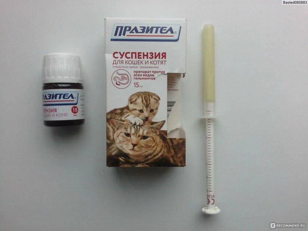 Сколько раз давать кошке от глистов. Шприц дозатор празител. 1 мл суспензии празител для кошек. шприц празител суспензия. суспензия от глистов для кошек празител.