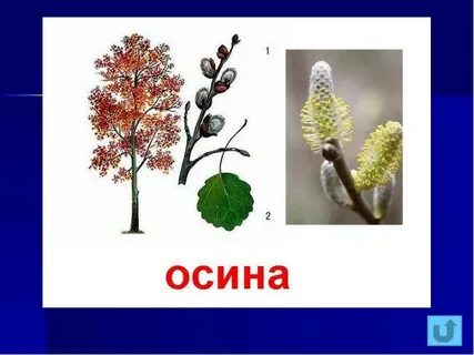 Осина словарное слово 2 класс