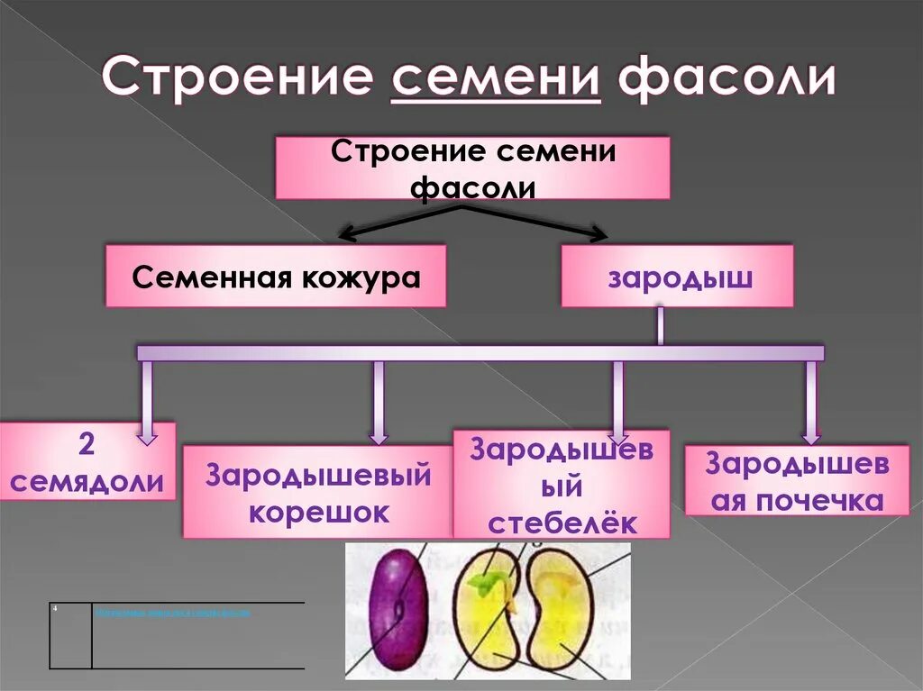 Состав семени фасоли в сформированном зародыше. Строение семян презентация. Семя фасоли семенная кожура. Семя презентация. Строение семени фасоли.