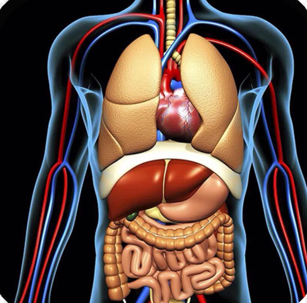 Внутренние органы человека картинка