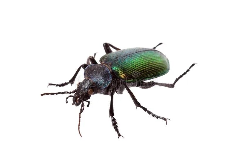 Охотник за жуками. Calosoma sycophanta. Красотел бронзовый. Жук красотел бронзовый. Красотел Максимовича (Calosoma maximowiczi).