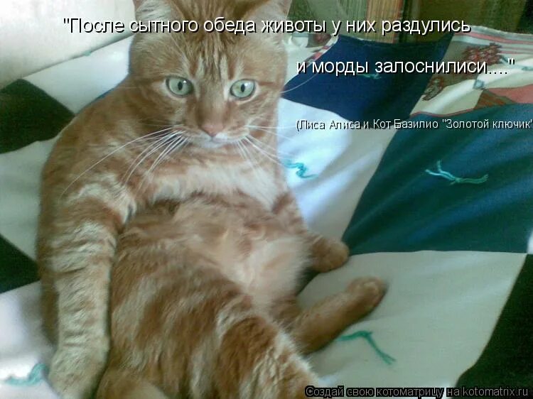 После сытного обеда полагается поспать. После сытного обеда по закону. Смешные высказывания про диету. После сытного обеда полагается поспать. После сытного обеда.