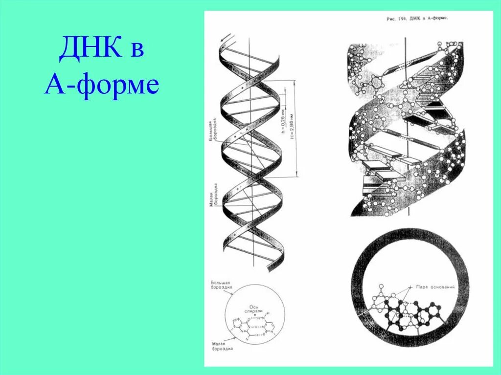 Формы ДНК. А семейство ДНК. Конформационные формы ДНК. B форма ДНК.