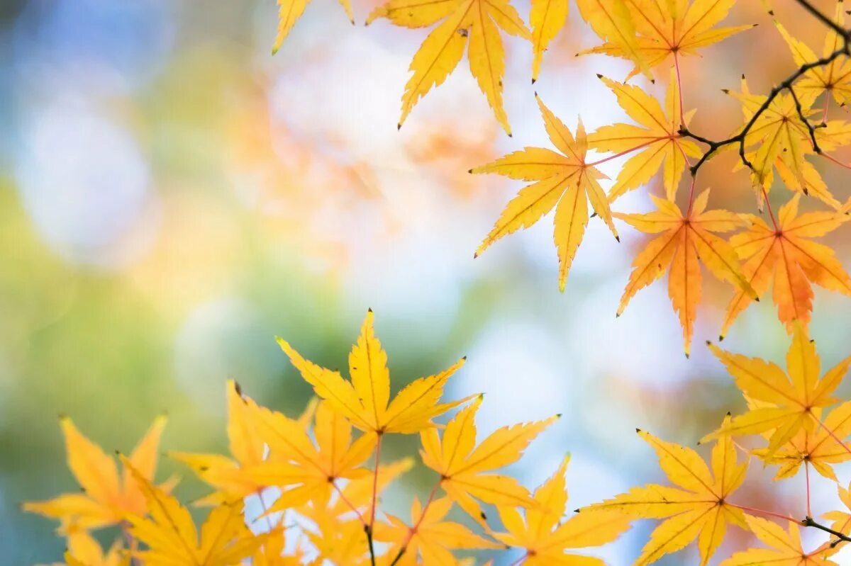 Листья желтые по краям. Осенний фон. Фон листья осень. Красивый осенний фон. Осенний фон на рабочий стол.