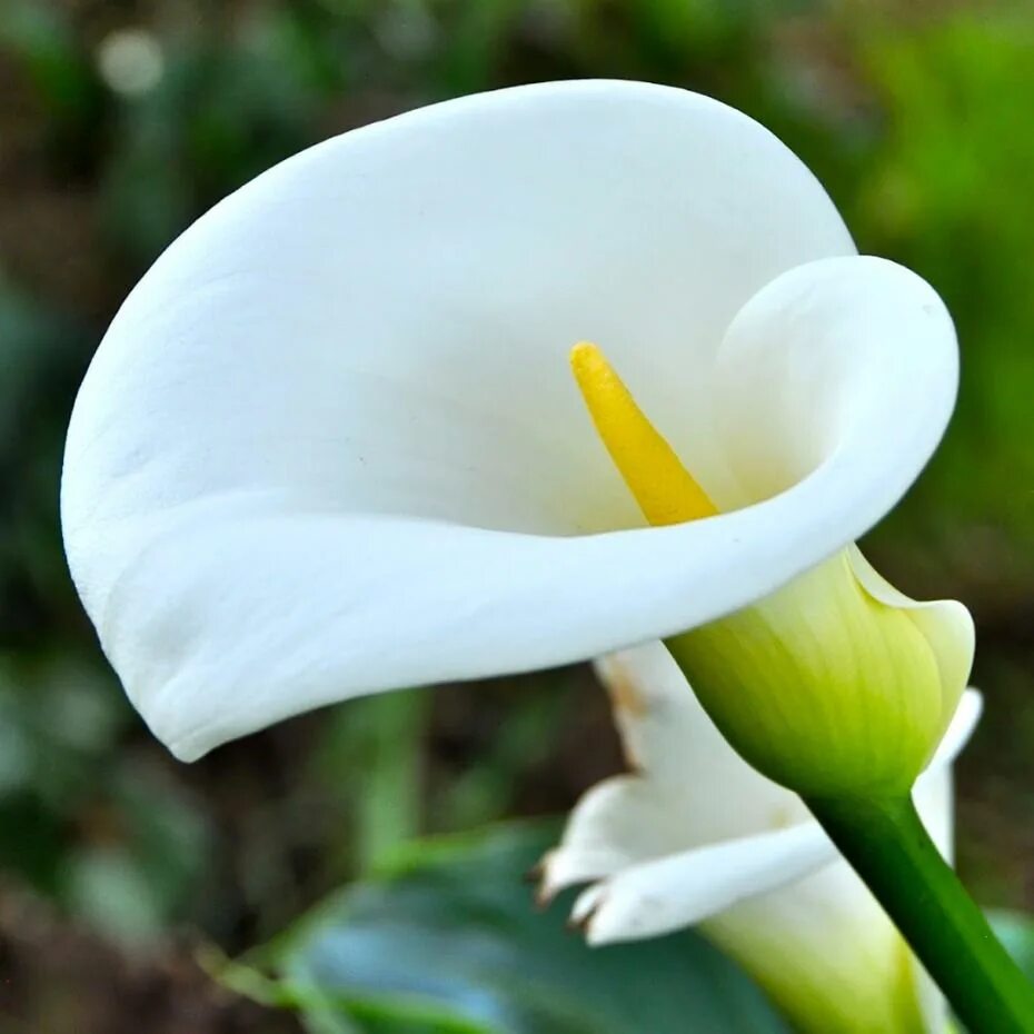 Poisonous flower. Белокрыльник (Калла). Calla Lily цветок. Белая Лилия Калла. Белокрыльник соцветие.