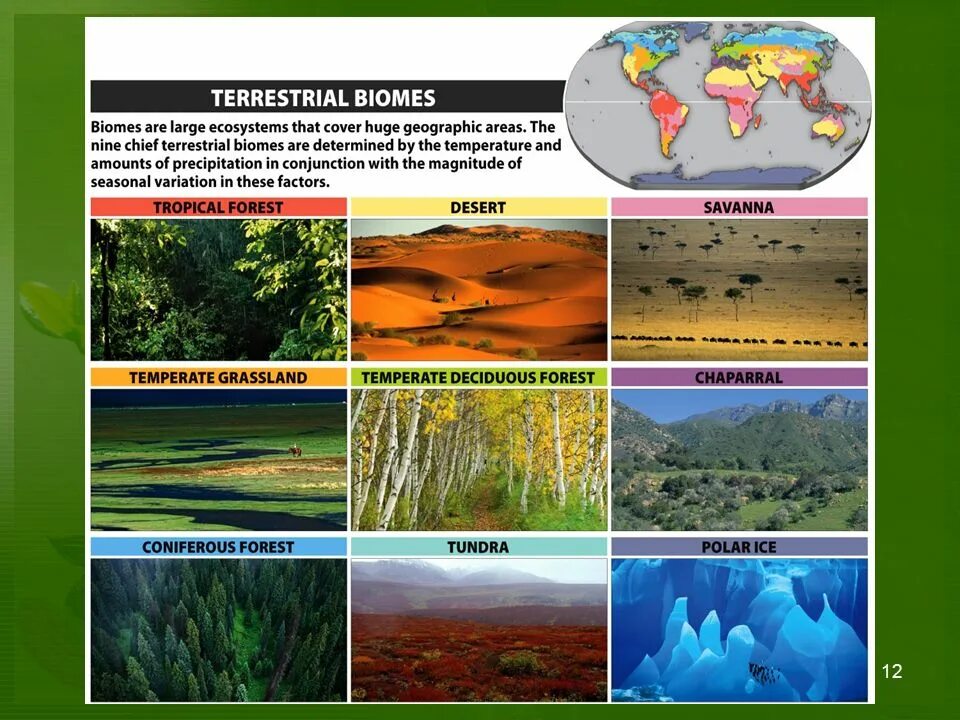Экологические проблемы различных природных зон. Биом это в экологии. Биомы земли. Основные биомы.