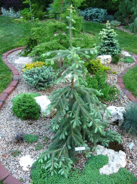 Ель буш лейс. Ель энгельмана буш лейс. Picea engelmannii 'bush lace'. Ель picea engelmannii pendula. Picea engelmannii 'bush lace'.