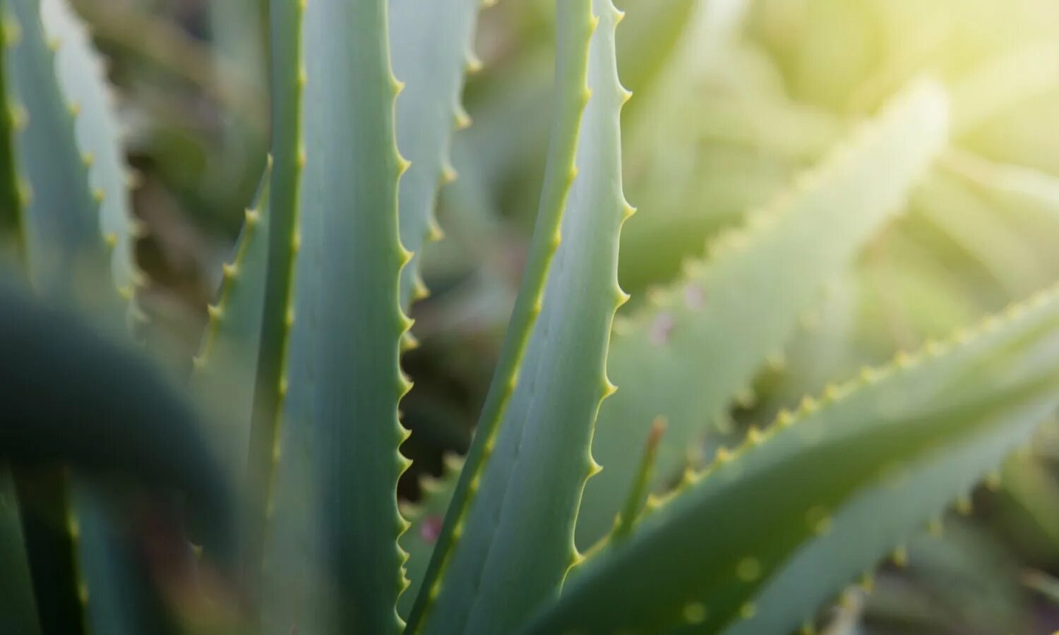 Т алоэ. Т алоэ. Т алоэ. Алоэ лонгстила. Алоэ древовидное (столетник) сок.