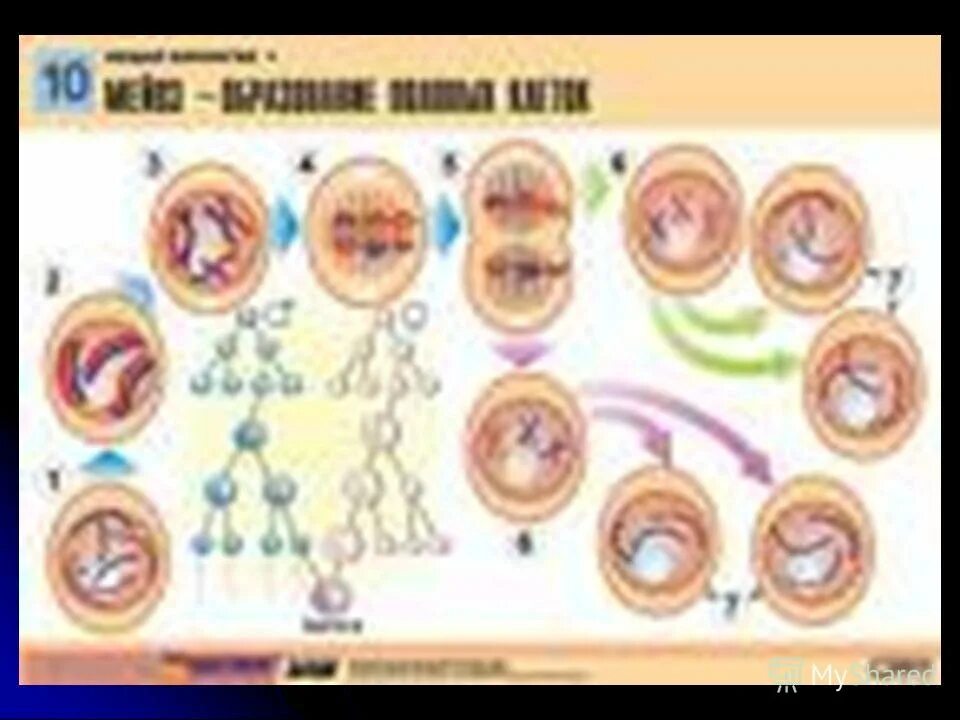 Деление зиготы схема. Мейоз таблица 10 класс профильный уровень биология. Жизненный цикл водорослей митоз и мейоз. Мейоз и зигота. Жизненный цикл с гаметической редукцией.