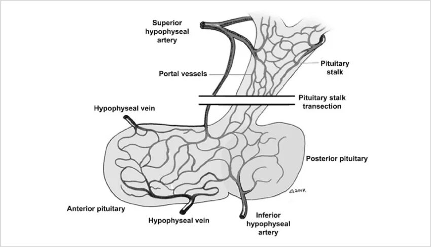 Артерии гипофиза. Кровоснабжение гипоталамо-гипофизарной системы схема. Портальная система кровотока гипофиз. Портальные вены гипофиза. Гипофиз и гипоталамус воротная Вена.