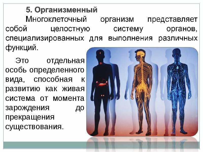 Организменный система органов. Организм как Живая целостная система. Организменный. Живой организм представляет собой. Живые тела представляют собой