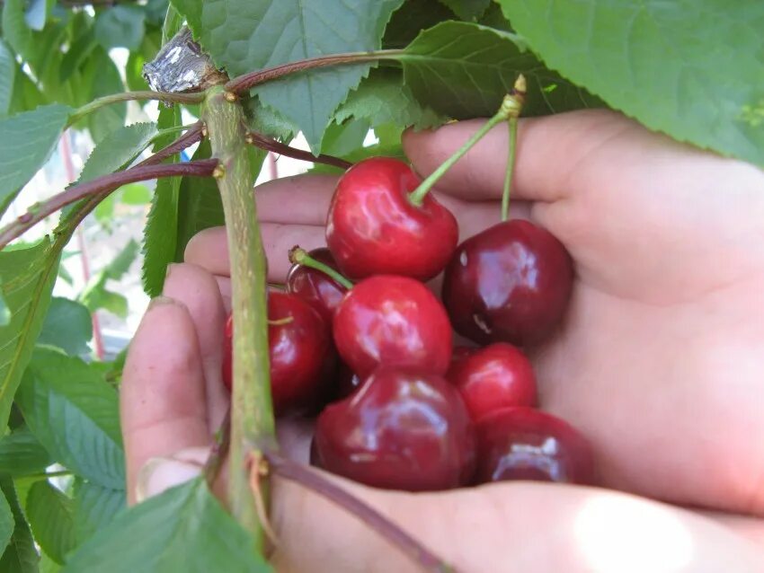 Семена Вишня Магалебская / Вишня антипка / Черёмуха антипка / Кучина / Prunus ma