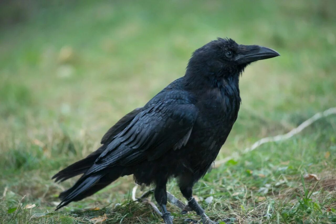Чем ворон похож на стол. Ворон обыкновенный. Огромные вороны. Большая черная птица похожая на ворона. Черный ворон.