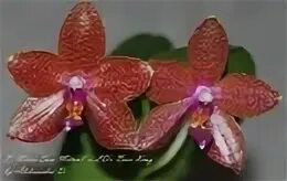 Cold san. Орхидея Миту. Phal. Mituo Sun х Phal. LD'S Bear King YK-14.