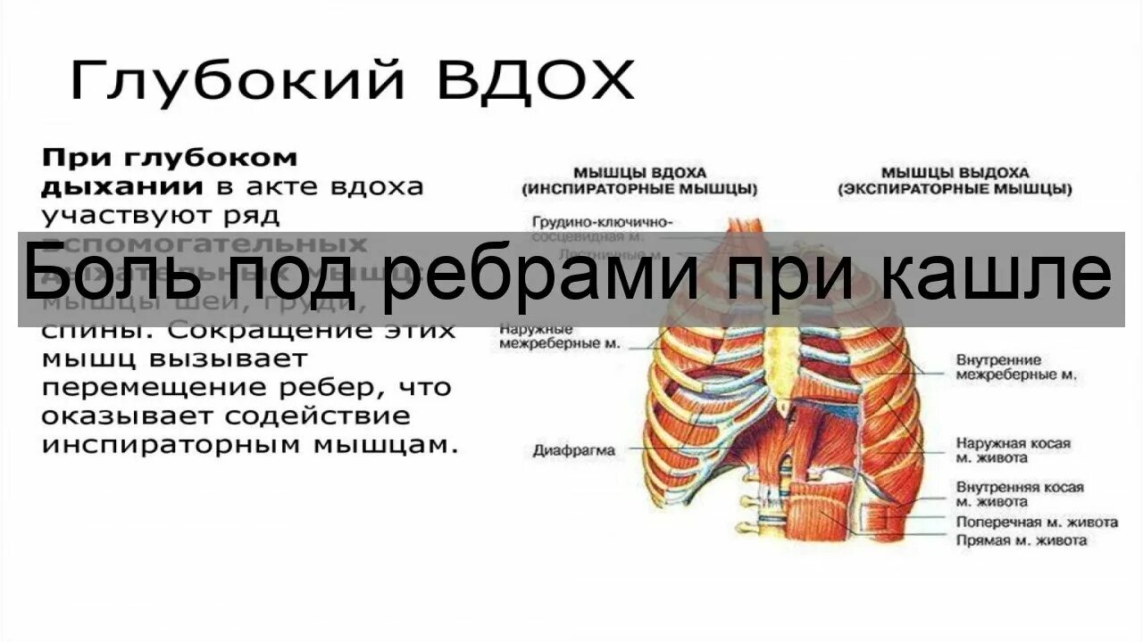 При вдохе болят ребра спереди. Болит под ребрами при кашле. Боль под ребром при кашле. От кашля болит под ребрами. При кашле болит под правым ребром.