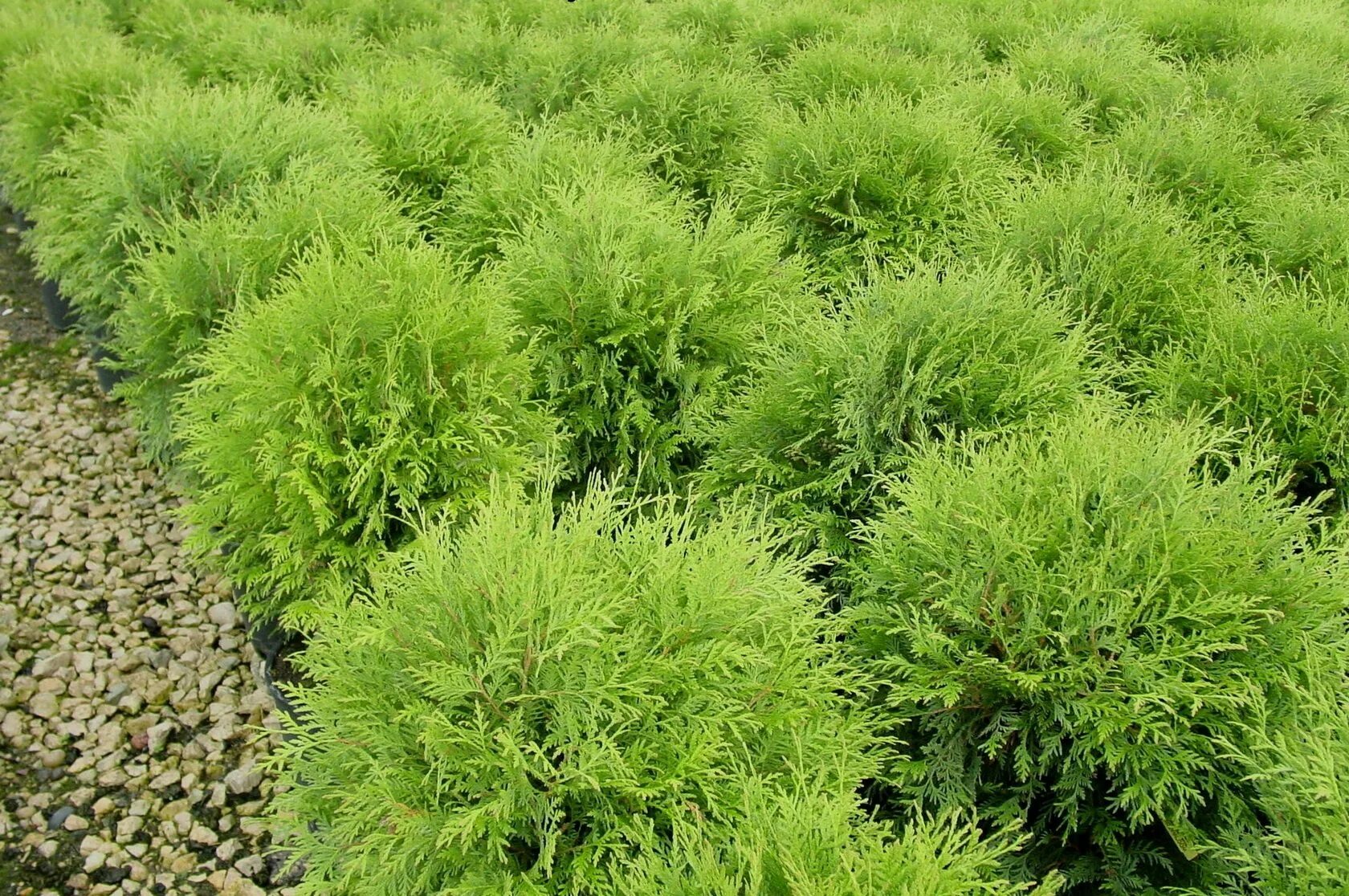 Можжевельник брабант. Туя солнце. Ветка туи макро. Туя woodwardii. Лавровишня 125-150 см что это хвойный или лиственный.