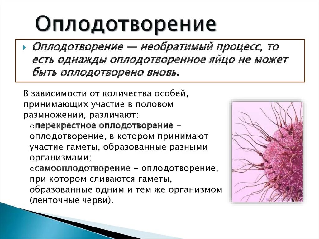 Краткий конспект по биологии 10 класс оплодотворение. Оплодотворение определение. Процесс оплодотворения. Оплодотворение термин.