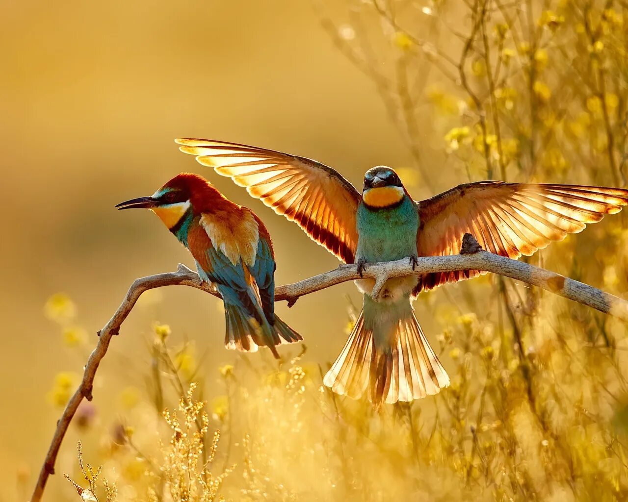 Golden pair