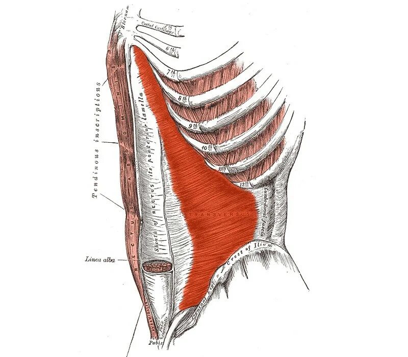 Передняя прямая мышца живота. Transversus abdominis мышца. Поперечная мышца живота анатомия. Поперечная мышца живота (m. transversus abdominis). M transversus abdominis начало.