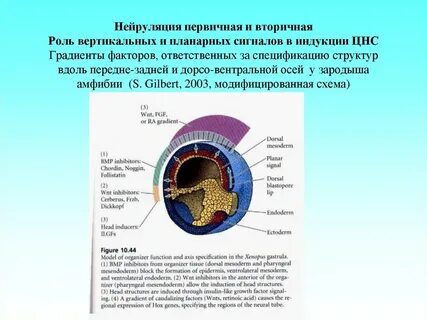 Первичная роль