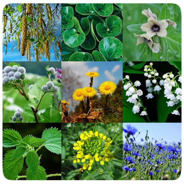 Названия нескольких. Острова малайского архипелага на карте. Дикорастущие лекарственные растения. Малайский архипелаг на контурной карте. 12.