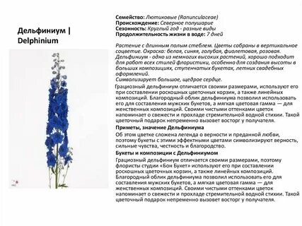 Значение цветов дельфиниум
