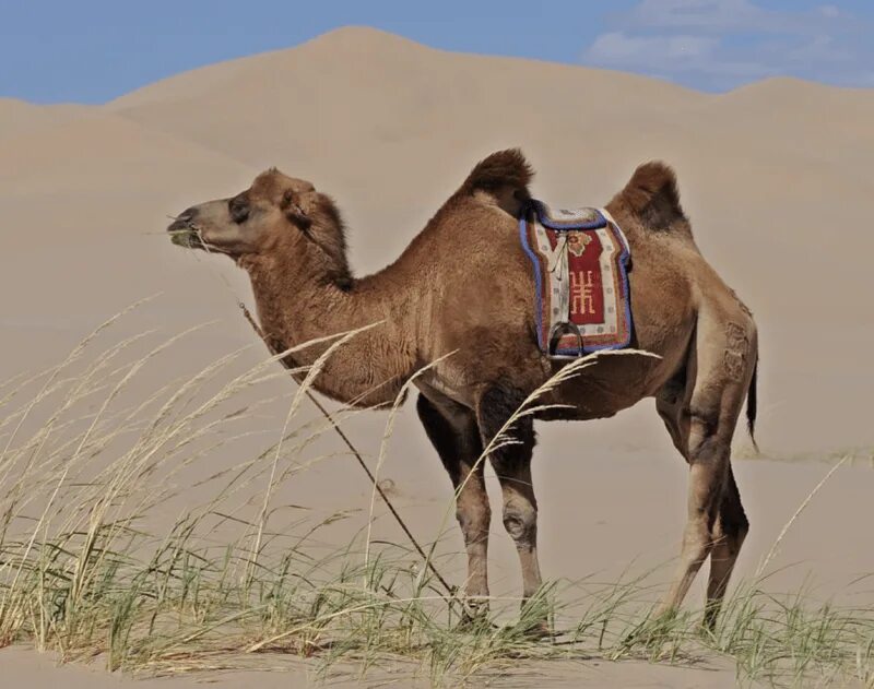 The camel was very thirsty. Горб верблюда. Верблюжий горб. Верблюд с боку. Спина верблюда.