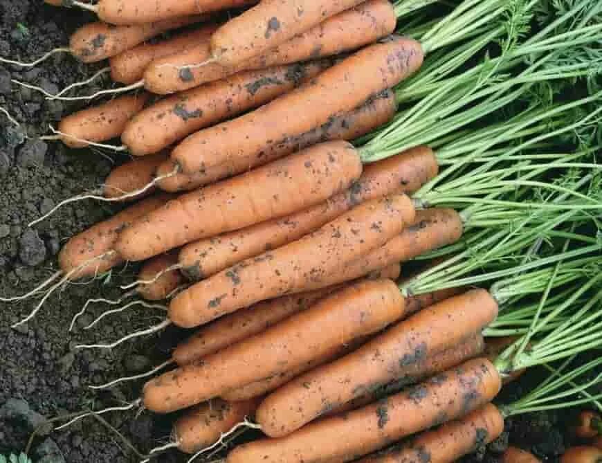 Морковь семена лучшие сорта для открытого. Морковь f1 Ньюс. Морковь ф1. Морковь короткоплодная сорта. Морковь сорт Ахтубинская.