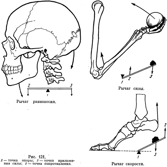 Рычаг равновесия анатомия. Кости рычаги. Рычаги мышц анатомия. Схема действия мышц на костные рычаги.