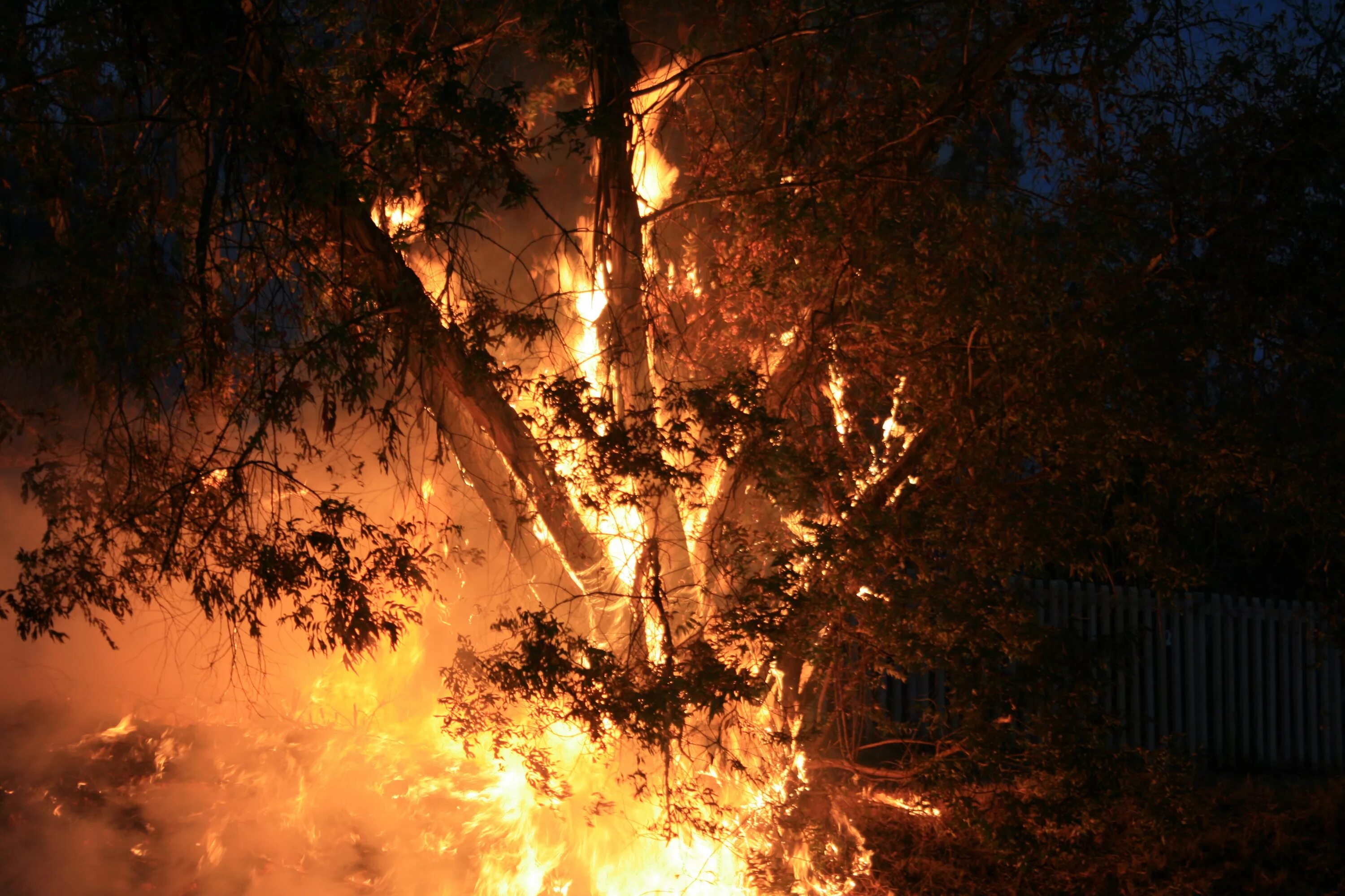 Горящее дерево. Сожженное дерево. Лесные пожары. Дерево в огне. Вчера поздно вечером