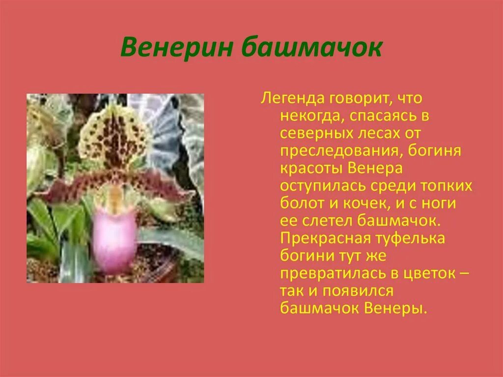 Легенды о животных 2 класс окружающий мир. Венерин башмачок Легенда. Венерин башмачок Легенда о цветке. Венерин башмачок красная книга. Рассказ о Венере башмачке.